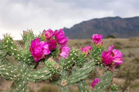 The new discount codes are constantly updated on couponxoo. Cactus, Sandia Mountains : Photos, Diagrams & Topos ...