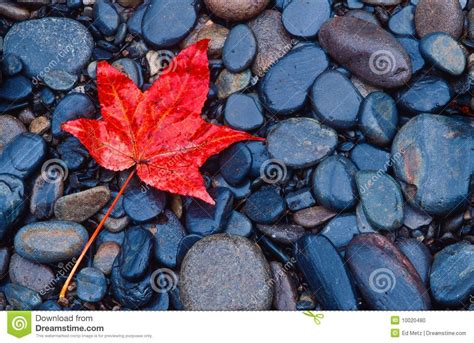 Brilliant Red Fall Leaf On River Rocks Stock Photo Image 10020480