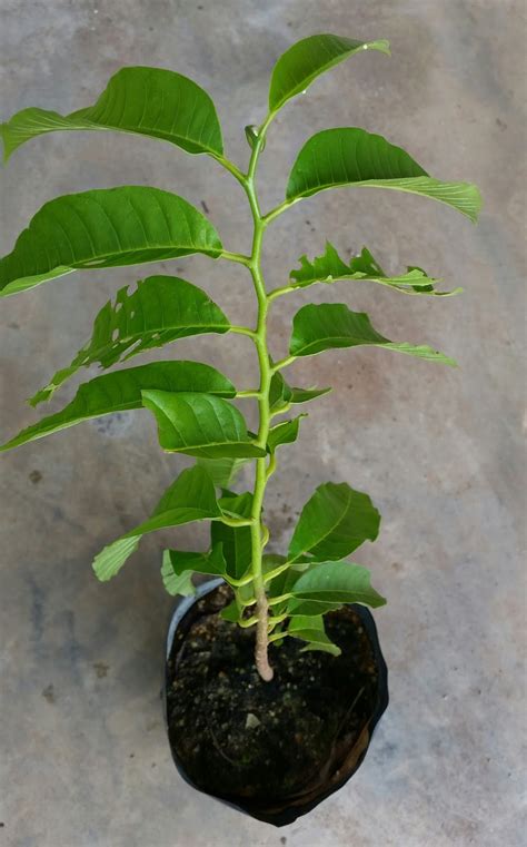 Sapa dulu akan dapat pilih yang begini. Warisan Petani: Anak Benih Pokok