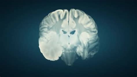 Brain With Alpha Matte Stock Motion Graphics Motion Array