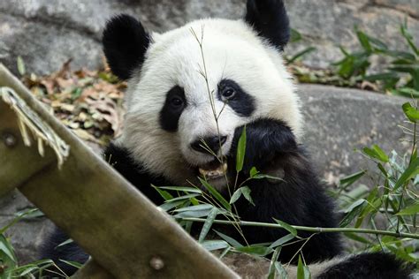 Panda Updates Wednesday May 8 Zoo Atlanta
