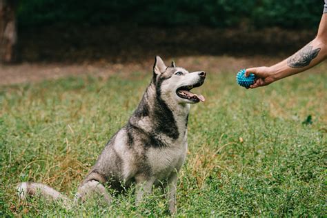 Cropped View Of Man Playing Ball With Siberian Husky Dog Stock Photo