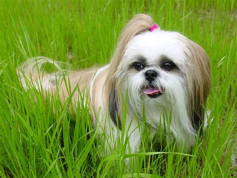 Top 10 Calm Dog Breeds Petguide