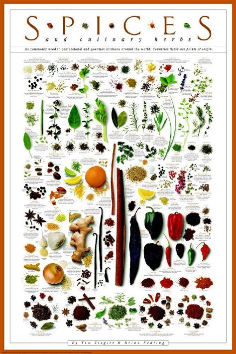 Posters Spices And Culinary Herbs Poster Culinary Herbs Fun