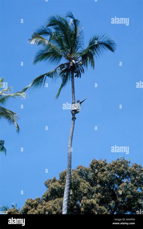 Coconut Tree Climber Stock Photo Alamy