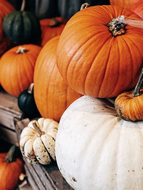 You can never go wrong with succulents right? How to Grow and Care for Pumpkins