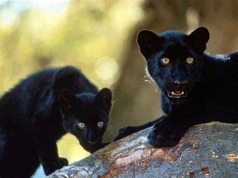 Baby Panthers Panthers Pinterest