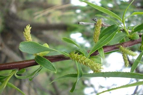Salix Babylonica