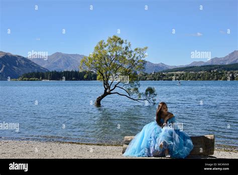 The Famed Wanaka Tree Lake Wanaka New Zealand Stock Photo Alamy