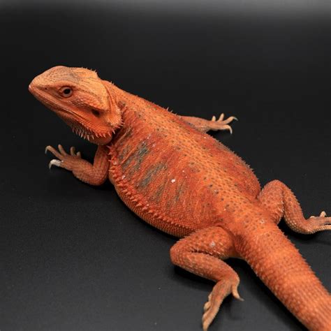 Ruby Hypo Trans Red Bearded Dragon Beardeddragon Hypotrans