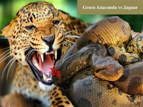 Jaguar Vs Green Anaconda Fight Who Will Win