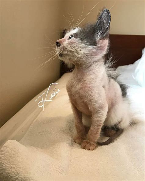 Woman Saves Sick Kitten That No One Wanted And Helps Her Heal And