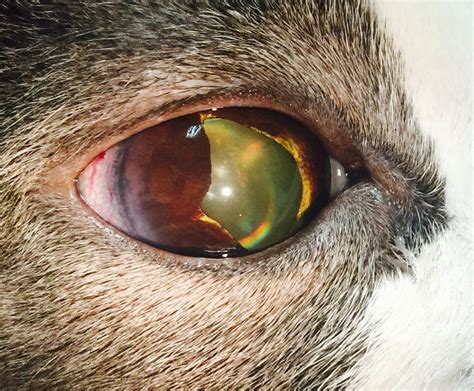 Notes, all parts of an iris can cause problems for a cat that eats them. 17 Best images about Eye Diseases on Pinterest | Irises ...