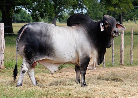 Black Brahman Cattle