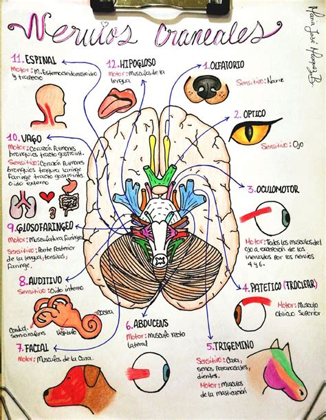 Pares Craneales Nervios Craneales Anatomia Del Cerebro Humano Images And Photos Finder