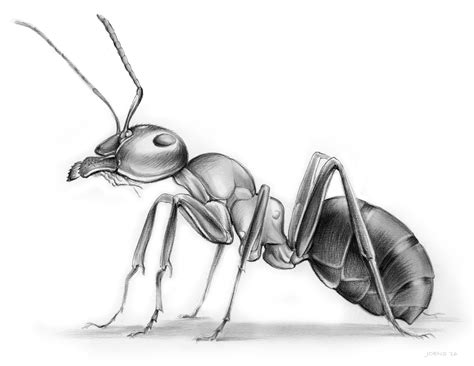 Sketch Of The Day The Ant
