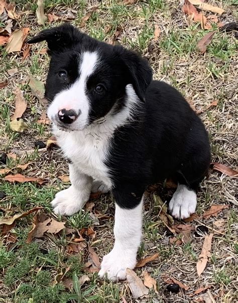 Border Collie Puppies Available 2 Months Old In Narrabri