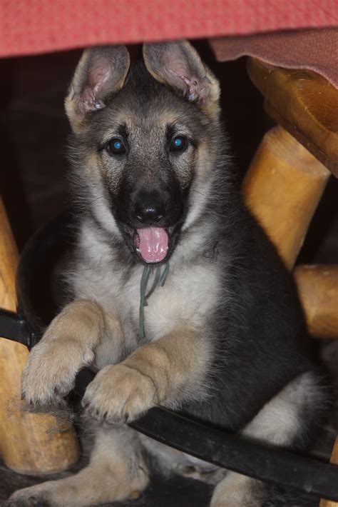 Quality upstate breeders dedicated to providing happy and healthy puppies to families throughout ny, nj, ma and vt. German Shepherd puppies for sale