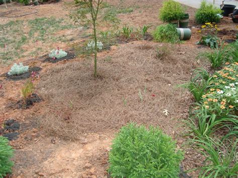 Oak Slime Flux Walter Reeves The Georgia Gardener