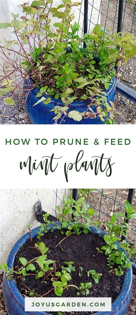 How To Prune And Feed Mint Plants Joy Us Garden Mint Plants Plants