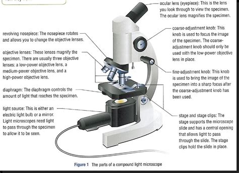 Microscope Parts And Their Functions Microscope Lens Optics Images