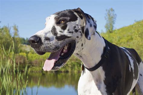 10 Giant Dog Breeds That Make Great Pets