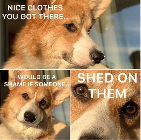 14 Funny Dog Memes That You Must Show To Your Friend Who Owns A Corgi