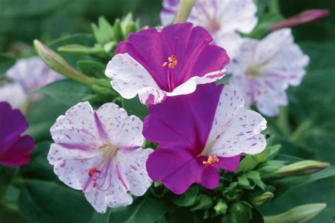 It will grow in part shade and produces yellow flowers in the spring and summer. The South's Best Fragrant Plants for Your Garden ...