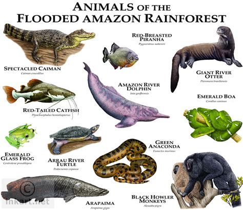 Animals Of The Flooded Amazon Rainforest Fine Art Illustra Flickr