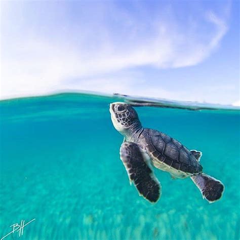 Top 93 Pictures Baby Sea Turtle Images Sharp