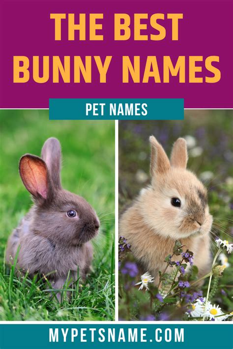 Bunny Names 350 Most Popular Rabbit Names Artofit