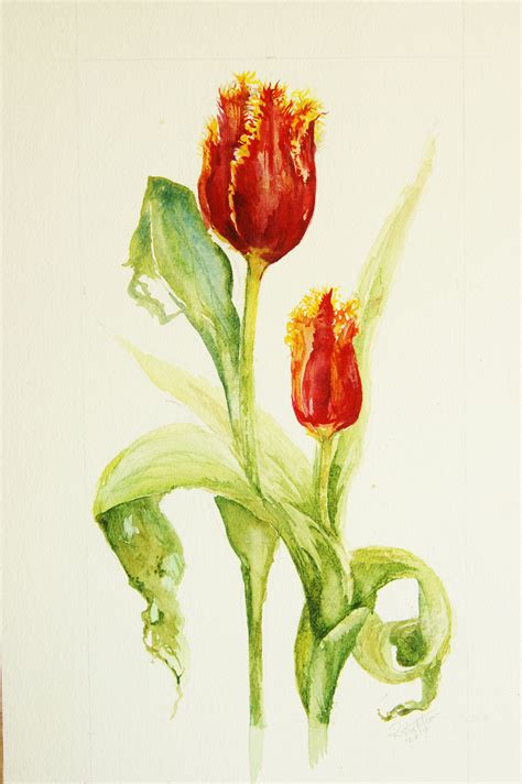 Red Tulip Painting Original Watercolor Fabio Fringed Swan Painting