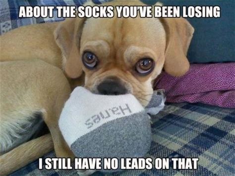 Funny Sock Quotes Quotesgram