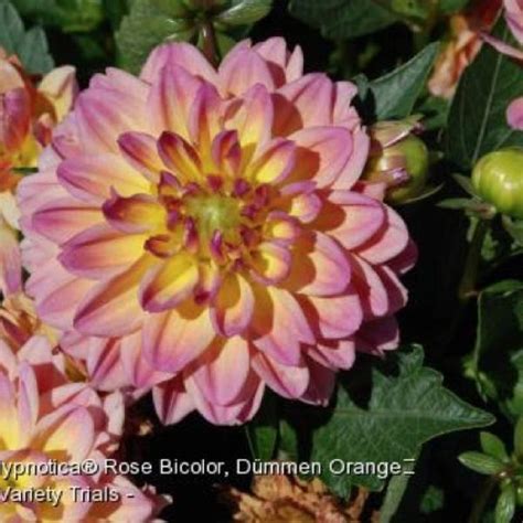 Dahlia Dahlinova Hypnotica Rose Bicolor Friends School Plant Sale