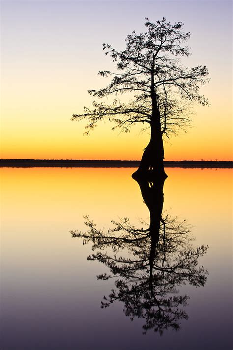 Bald Cypress Lake Drummond Great Dismal Swamp Nwr Va Whimbrel Nature