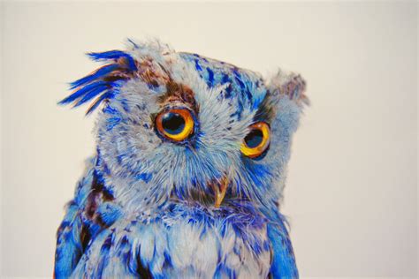 Simply Creative Hyper Realistic Owl Drawings By John Pusateri