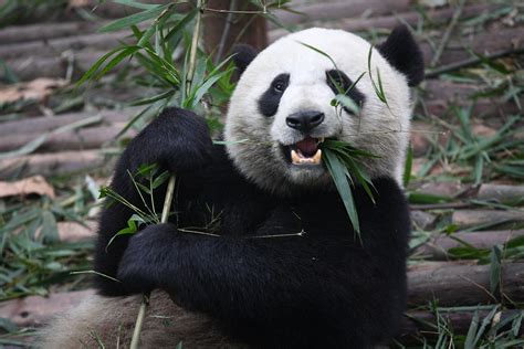 Filegiant Panda Eating