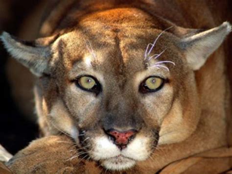 Matan A Un Puma En Plena Calle De California