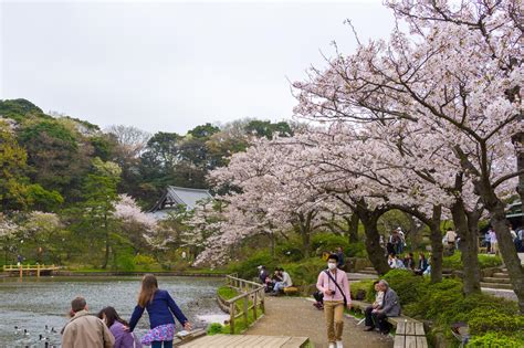 Cherry Blossoms In Yokohama Sankeien Garden Ambassadors
