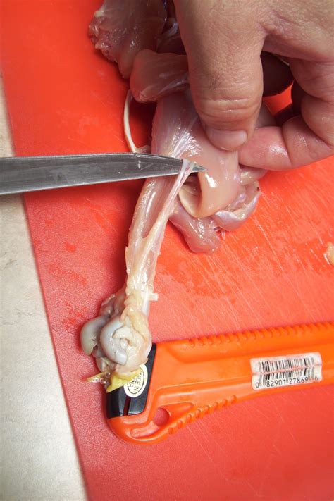 We did not find results for: Debbie's blog: LAB - CHICKEN LEG DISSECTION
