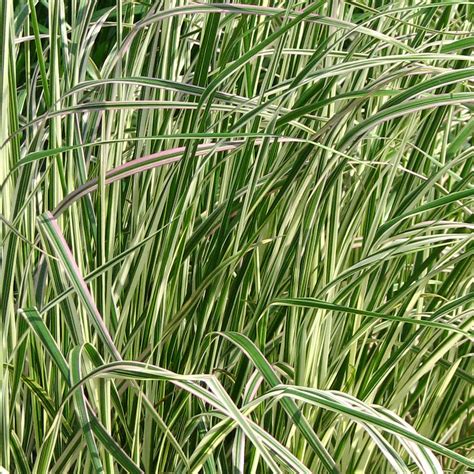 Overdam Variegated Reed Grass Ray Wiegands Nursery And Garden Center