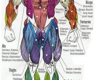 If you know the logic of how a muscle name was sometimes the locations of muscles's origins or insertions are incorporated into their names. Major muscles of the body, with their COMMON names and ...