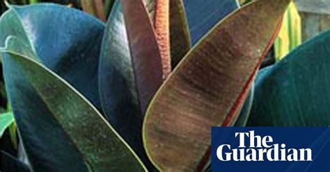 Four Houseplants That Are Hard To Kill Gardens The Guardian
