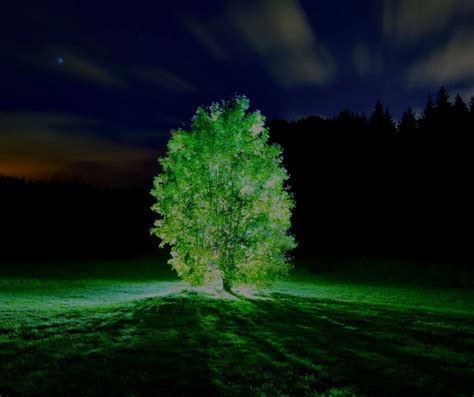 Scientists Use Nanoparticles To Create Amazing Glowing Plants