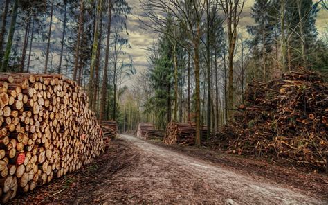 Logging Wallpaper