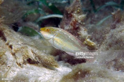 Juvenile Parrotfish Photos And Premium High Res Pictures Getty Images