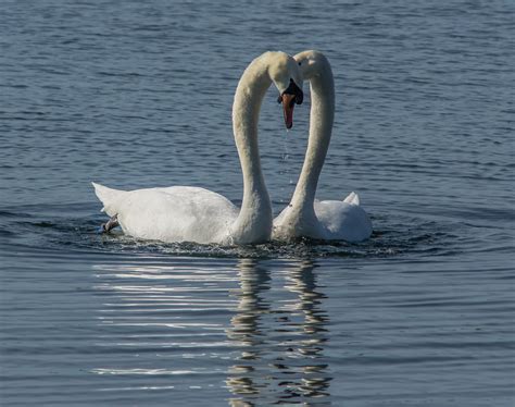 Swans Go A Courting