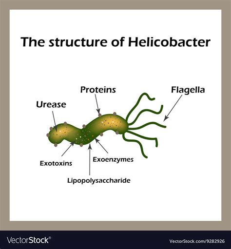The Structure Of Helicobacter Pylori Infographics Vector Image