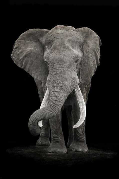 Photo Addo Giant By Mario Moreno Photo Elephant Elephant Dasie