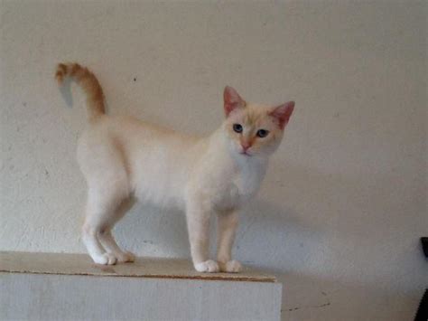 These beautiful points create different patterns, like the flame point siamese. YOUNG MALE FLAME POINT SIAMESE CAT NEEDS A GOOD HOME for ...